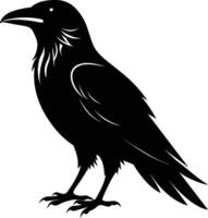 A black raven standing on a white background vector
