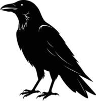 A black raven standing on a white background vector