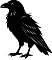 A black raven standing on a white background vector