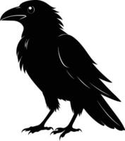 A black raven standing on a white background vector