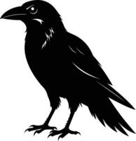 A black raven standing on a white background vector
