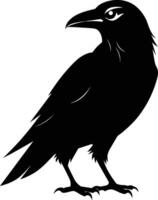 A black raven standing on a white background vector