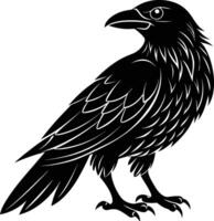 A black raven standing on a white background vector