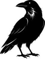 A black raven standing on a white background vector