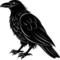 A black raven standing on a white background vector