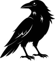 A black raven standing on a white background vector