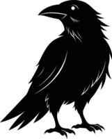 A black raven standing on a white background vector