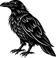 A black raven standing on a white background vector