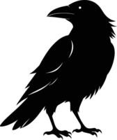 A black raven standing on a white background vector