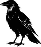 A black raven standing on a white background vector