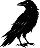 A black raven standing on a white background vector