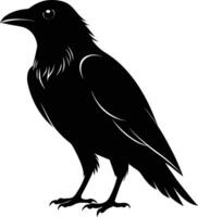 A black raven standing on a white background vector