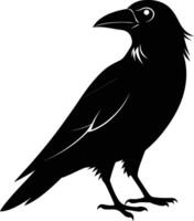 A black raven standing on a white background vector