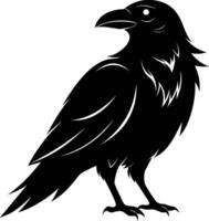 A black raven standing on a white background vector