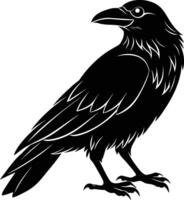 A black raven standing on a white background vector