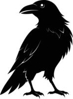 A black raven standing on a white background vector