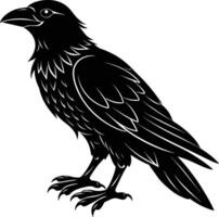 A black raven standing on a white background vector