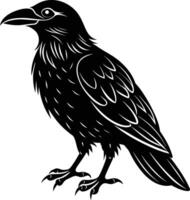 A black raven standing on a white background vector