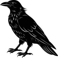 A black raven standing on a white background vector