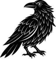 A black raven standing on a white background vector