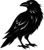 A black raven standing on a white background vector
