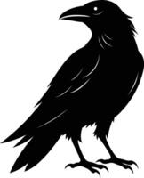 A black raven standing on a white background vector