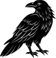 A black raven standing on a white background vector