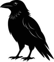 A black raven standing on a white background vector
