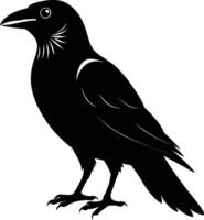 A black raven standing on a white background vector