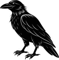 A black raven standing on a white background vector