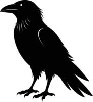 A black raven standing on a white background vector