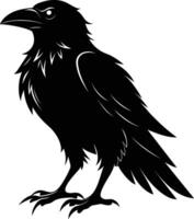 A black raven standing on a white background vector