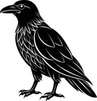 A black raven standing on a white background vector