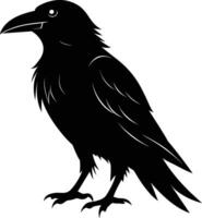 A black raven standing on a white background vector