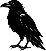 A black raven standing on a white background vector
