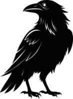 A black raven standing on a white background vector