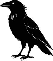A black raven standing on a white background vector