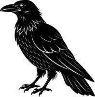 A black raven standing on a white background vector