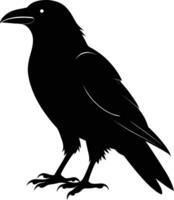 A black raven standing on a white background vector
