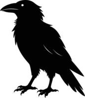 A black raven standing on a white background vector