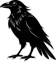 A black raven standing on a white background vector