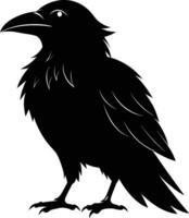 A black raven standing on a white background vector