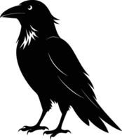 A black raven standing on a white background vector