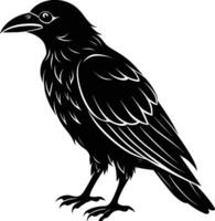 A black raven standing on a white background vector