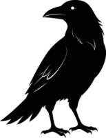 A black raven standing on a white background vector