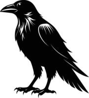 A black raven standing on a white background vector