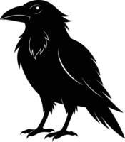 A black raven standing on a white background vector
