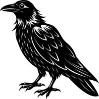 A black raven standing on a white background vector