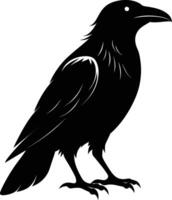 A black raven standing on a white background vector