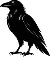 A black raven standing on a white background vector